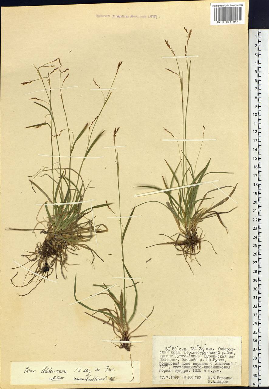 Carex ledebouriana C.A.Mey. ex Trevir., Siberia, Russian Far East (S6) (Russia)