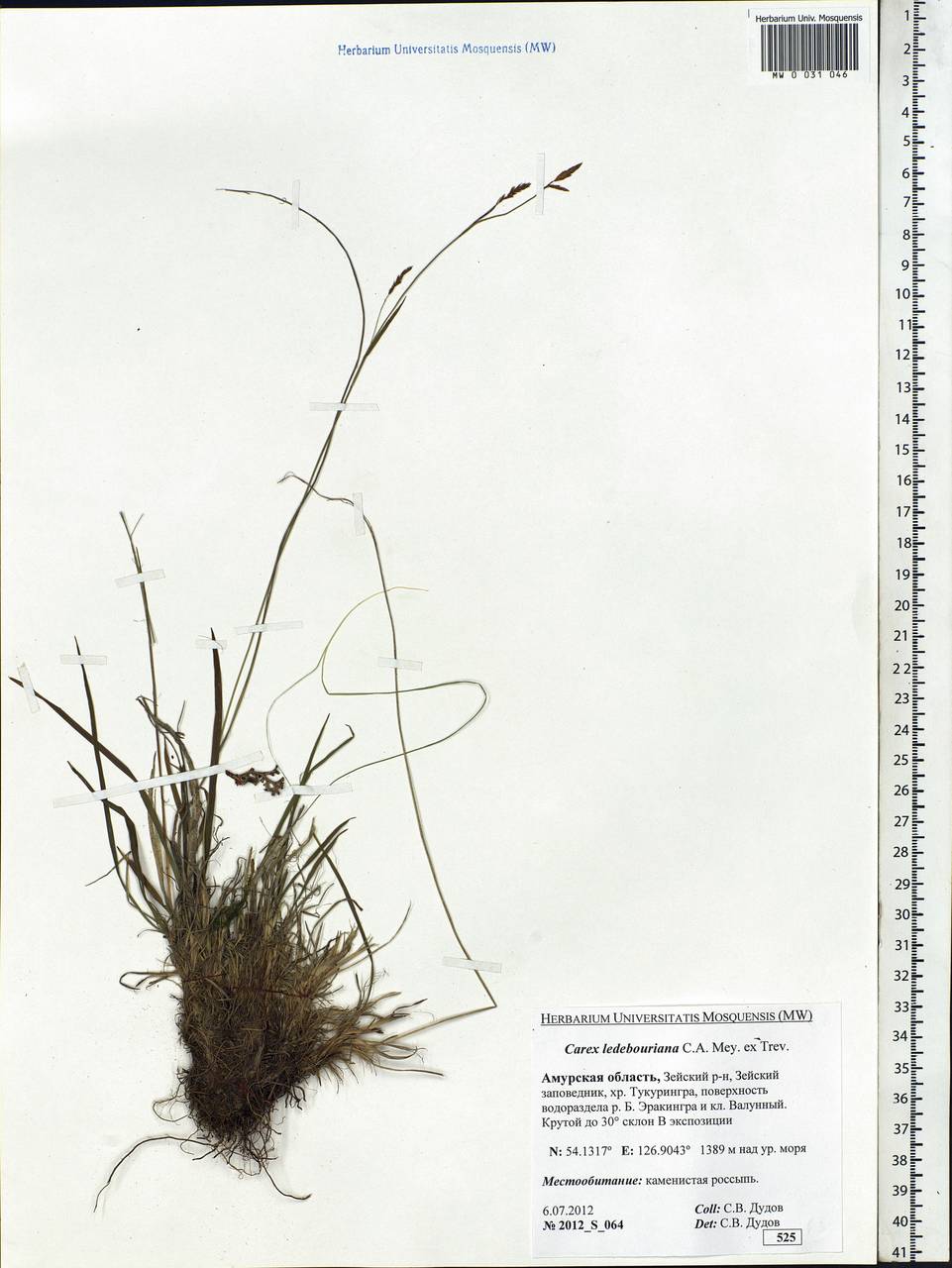 Carex ledebouriana C.A.Mey. ex Trevir., Siberia, Russian Far East (S6) (Russia)
