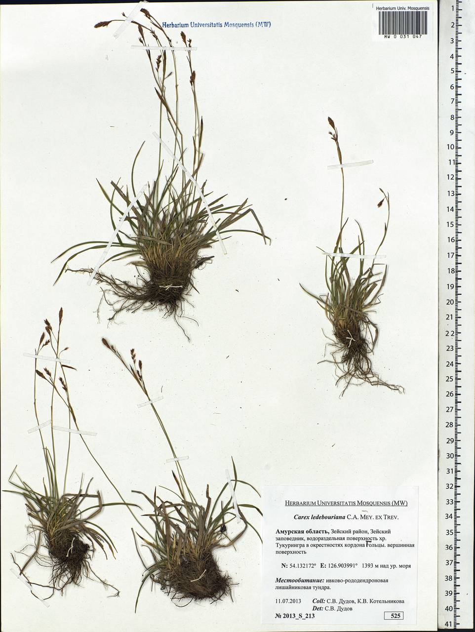 Carex ledebouriana C.A.Mey. ex Trevir., Siberia, Russian Far East (S6) (Russia)
