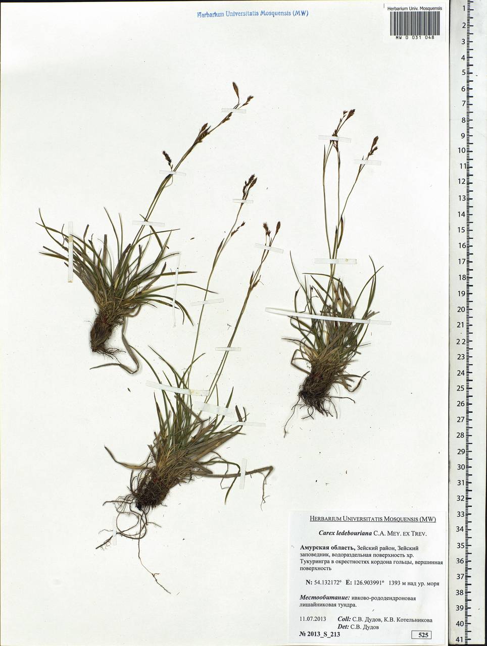 Carex ledebouriana C.A.Mey. ex Trevir., Siberia, Russian Far East (S6) (Russia)