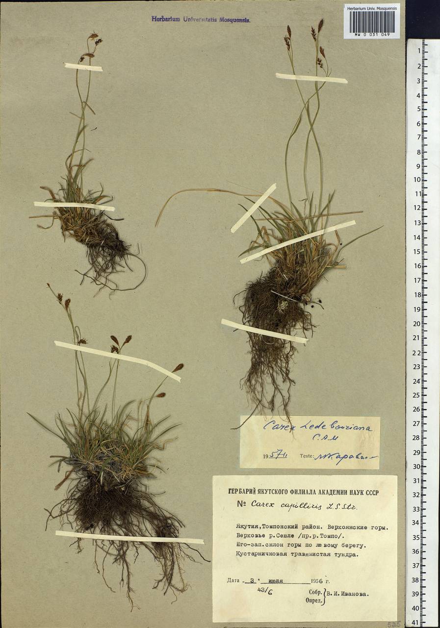 Carex ledebouriana C.A.Mey. ex Trevir., Siberia, Yakutia (S5) (Russia)