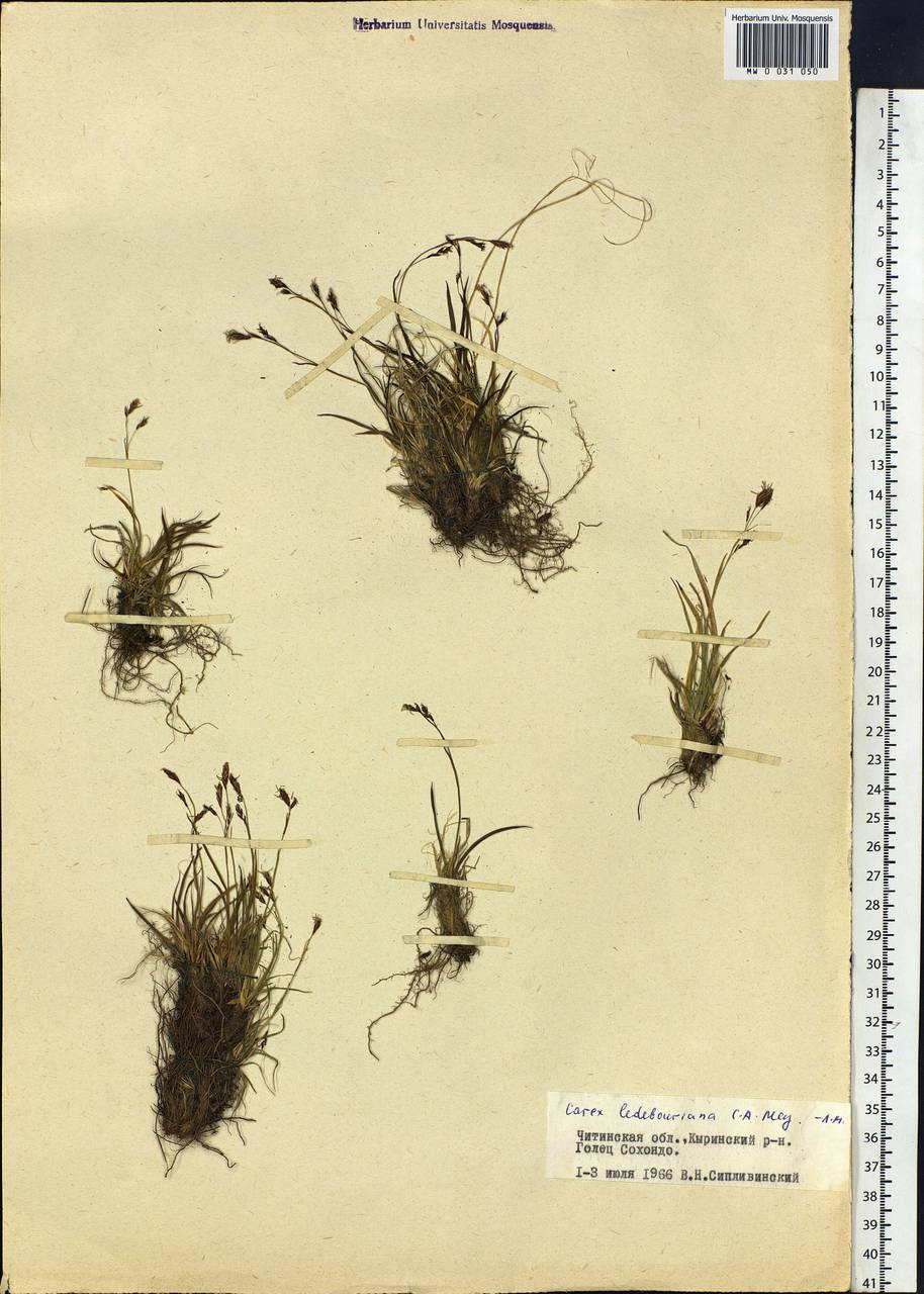 Carex ledebouriana C.A.Mey. ex Trevir., Siberia, Baikal & Transbaikal region (S4) (Russia)