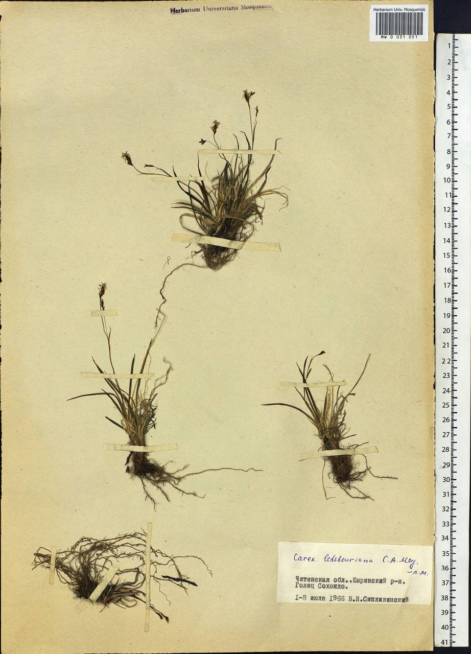 Carex ledebouriana C.A.Mey. ex Trevir., Siberia, Baikal & Transbaikal region (S4) (Russia)