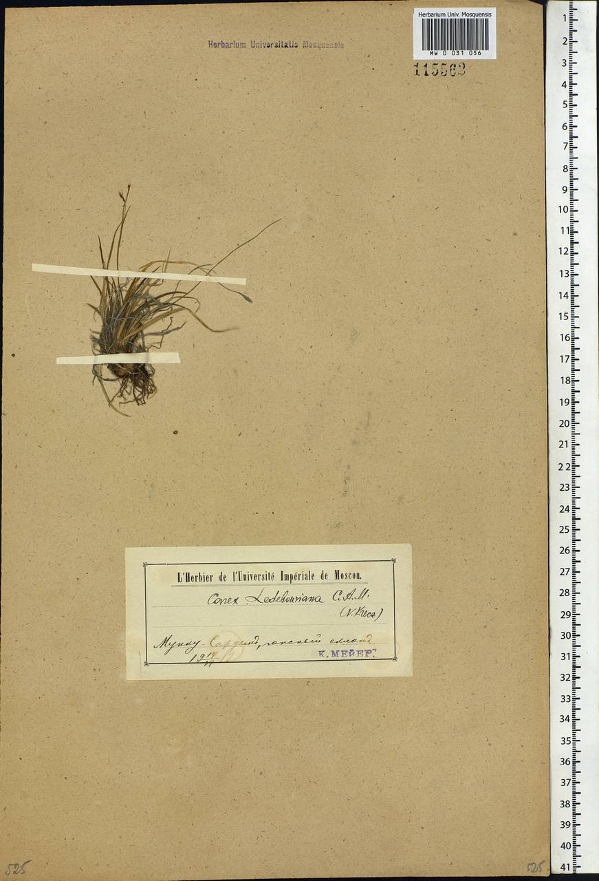 Carex ledebouriana C.A.Mey. ex Trevir., Siberia, Baikal & Transbaikal region (S4) (Russia)