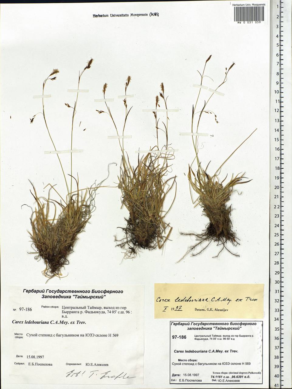 Carex ledebouriana C.A.Mey. ex Trevir., Siberia, Central Siberia (S3) (Russia)