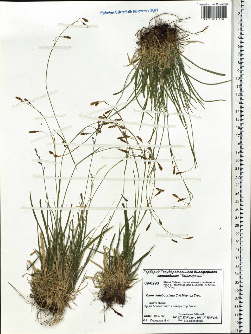 Carex ledebouriana C.A.Mey. ex Trevir., Siberia, Central Siberia (S3) (Russia)