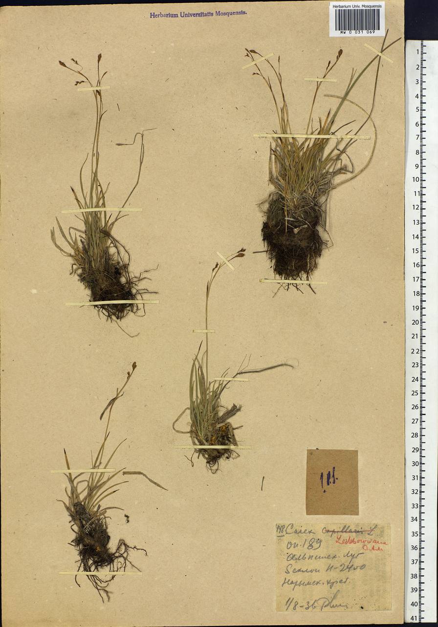 Carex ledebouriana C.A.Mey. ex Trevir., Siberia, Western (Kazakhstan) Altai Mountains (S2a) (Kazakhstan)