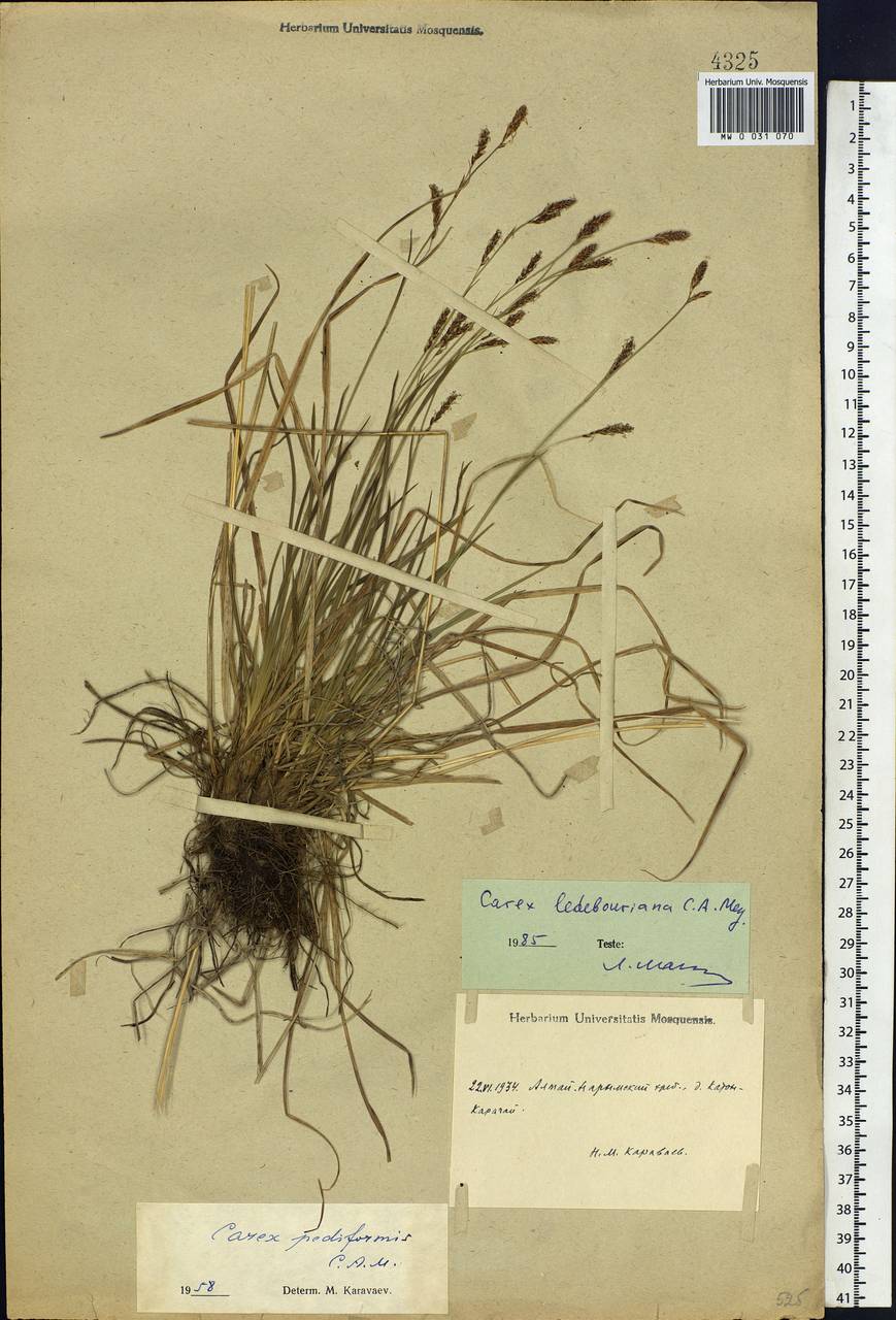 Carex ledebouriana C.A.Mey. ex Trevir., Siberia, Western (Kazakhstan) Altai Mountains (S2a) (Kazakhstan)