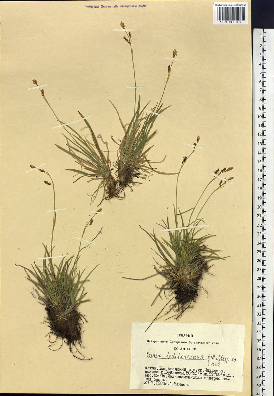 Carex ledebouriana C.A.Mey. ex Trevir., Siberia, Altai & Sayany Mountains (S2) (Russia)