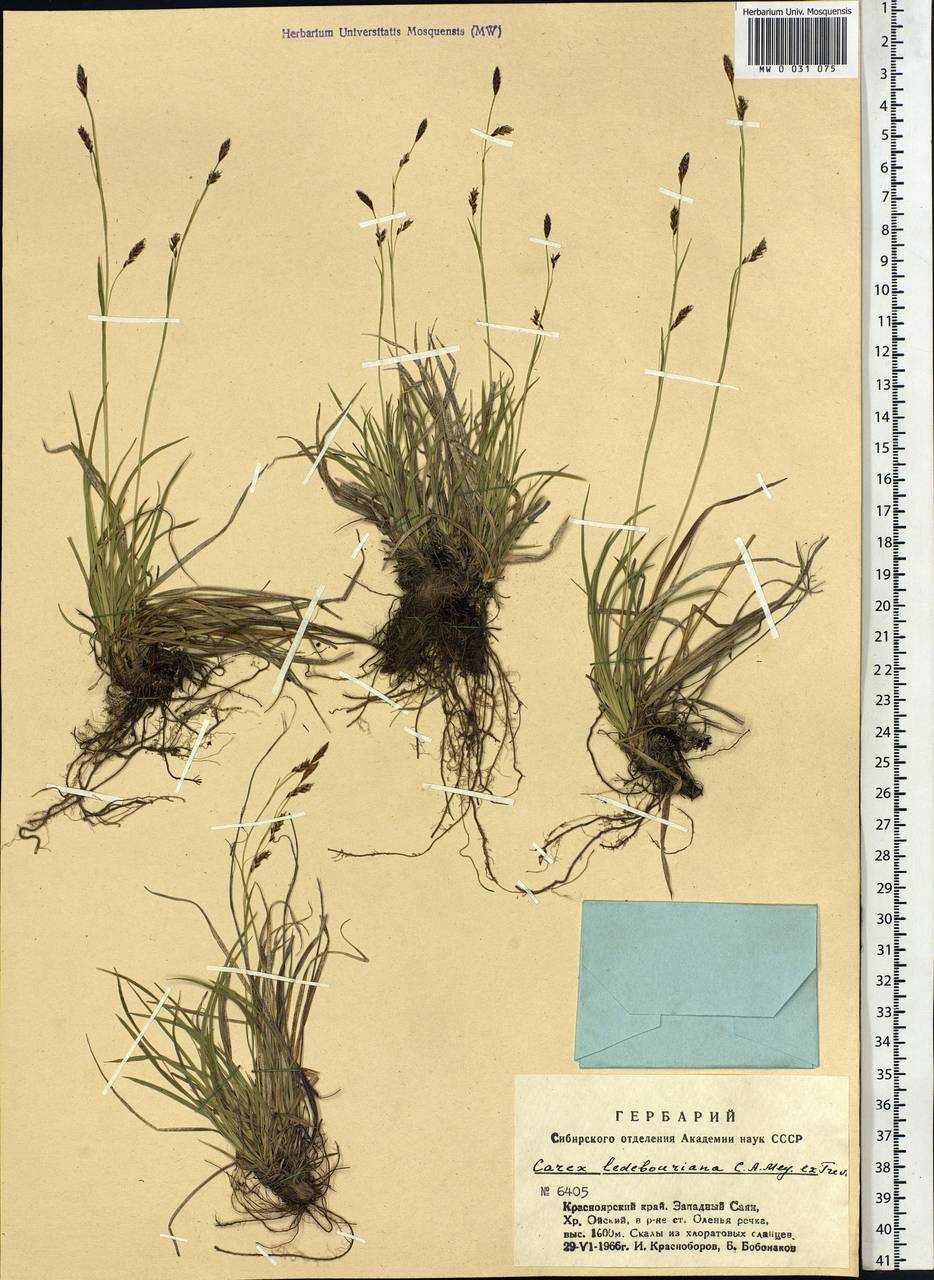 Carex ledebouriana C.A.Mey. ex Trevir., Siberia, Altai & Sayany Mountains (S2) (Russia)