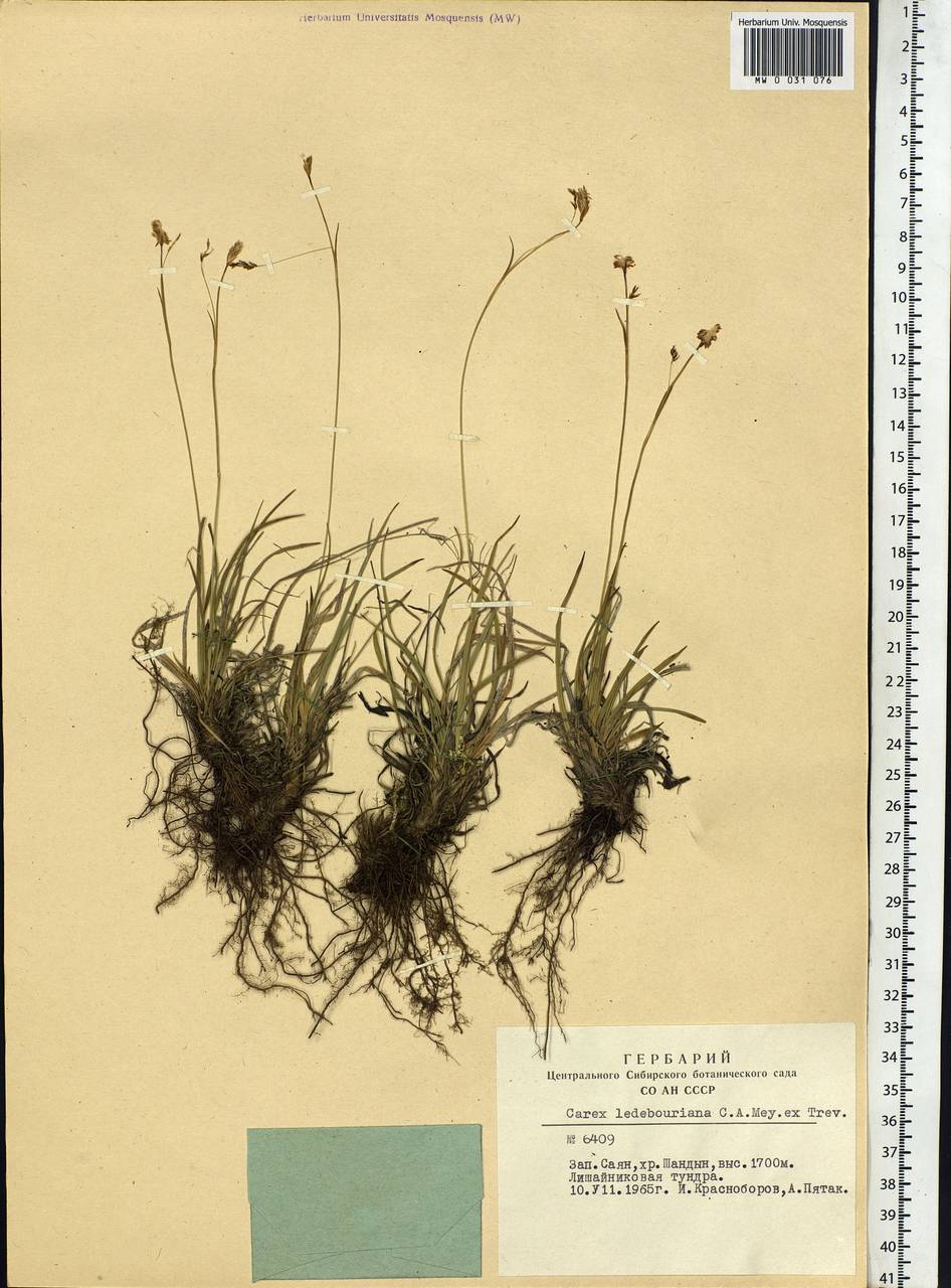 Carex ledebouriana C.A.Mey. ex Trevir., Siberia, Altai & Sayany Mountains (S2) (Russia)