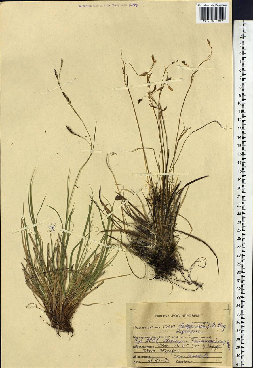 Carex ledebouriana C.A.Mey. ex Trevir., Siberia, Altai & Sayany Mountains (S2) (Russia)