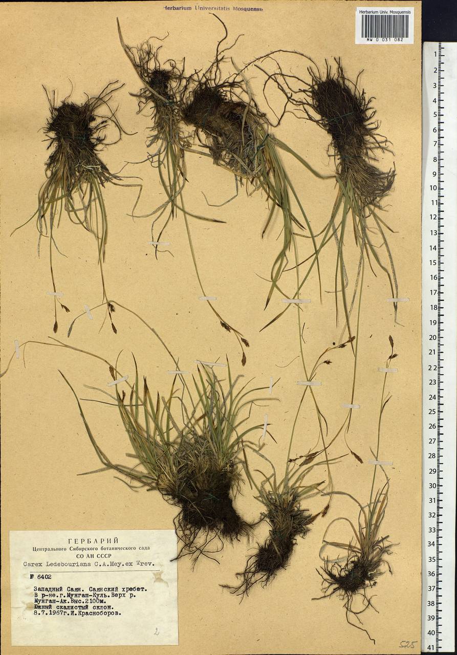 Carex ledebouriana C.A.Mey. ex Trevir., Siberia, Altai & Sayany Mountains (S2) (Russia)