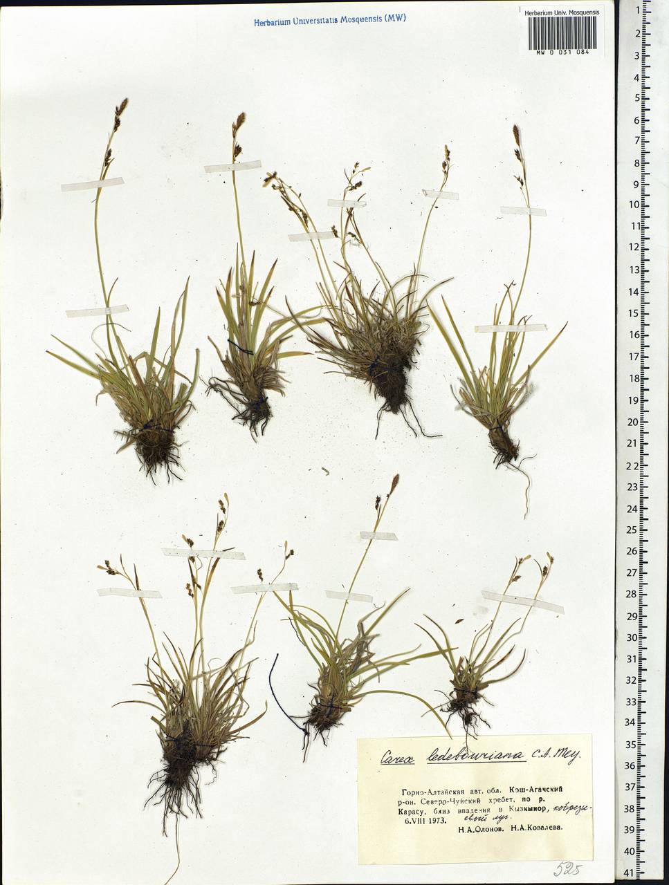 Carex ledebouriana C.A.Mey. ex Trevir., Siberia, Altai & Sayany Mountains (S2) (Russia)