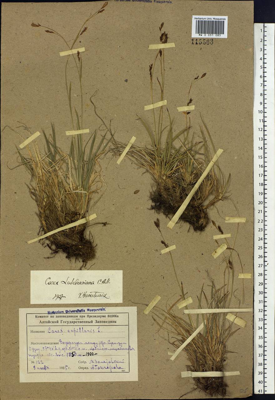 Carex ledebouriana C.A.Mey. ex Trevir., Siberia, Altai & Sayany Mountains (S2) (Russia)