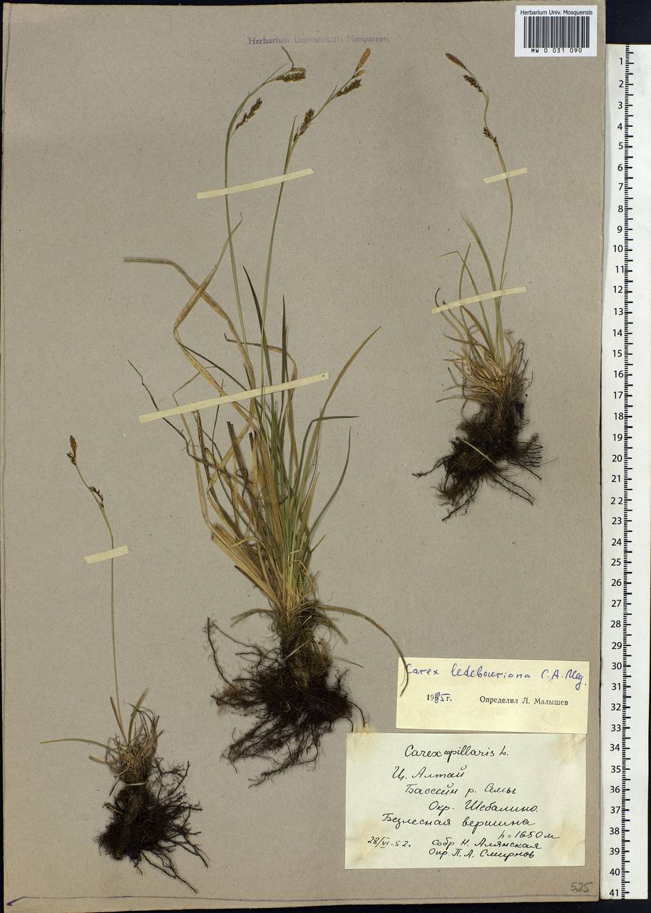 Carex ledebouriana C.A.Mey. ex Trevir., Siberia, Altai & Sayany Mountains (S2) (Russia)