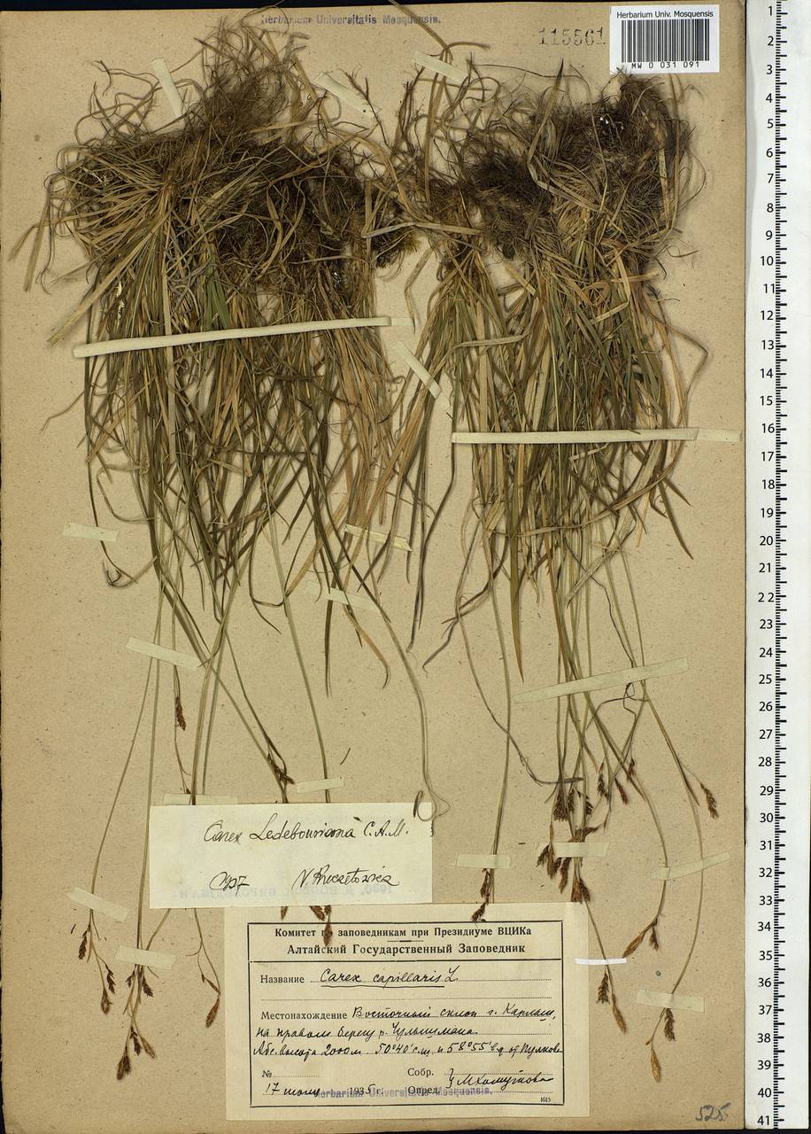 Carex ledebouriana C.A.Mey. ex Trevir., Siberia, Altai & Sayany Mountains (S2) (Russia)