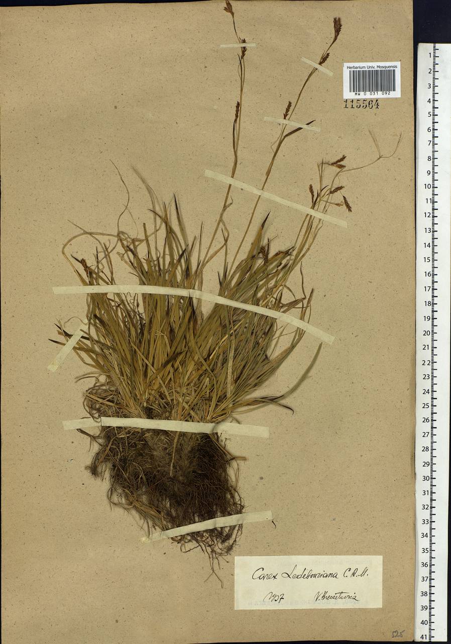 Carex ledebouriana C.A.Mey. ex Trevir., Siberia, Altai & Sayany Mountains (S2) (Russia)