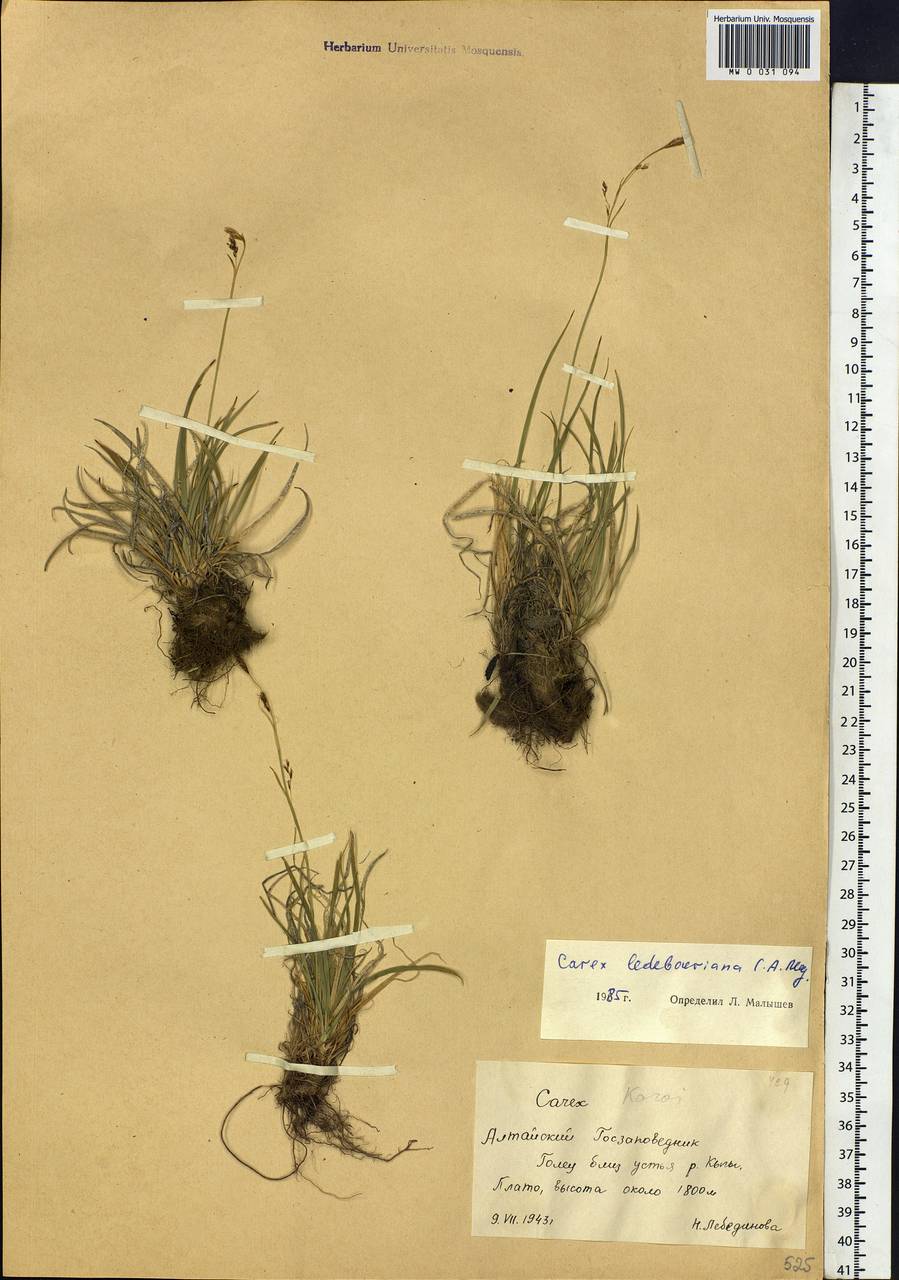 Carex ledebouriana C.A.Mey. ex Trevir., Siberia, Altai & Sayany Mountains (S2) (Russia)