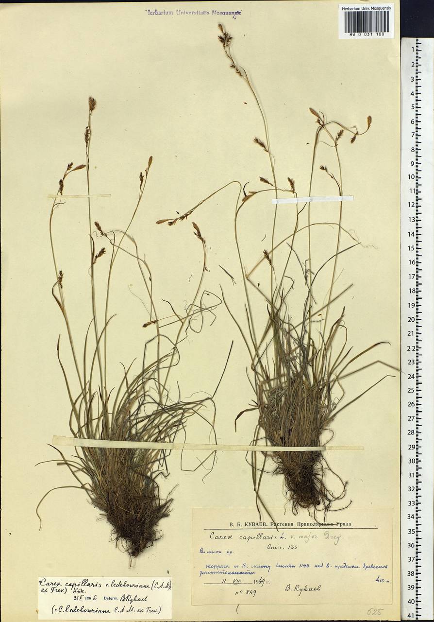 Carex ledebouriana C.A.Mey. ex Trevir., Siberia, Western Siberia (S1) (Russia)