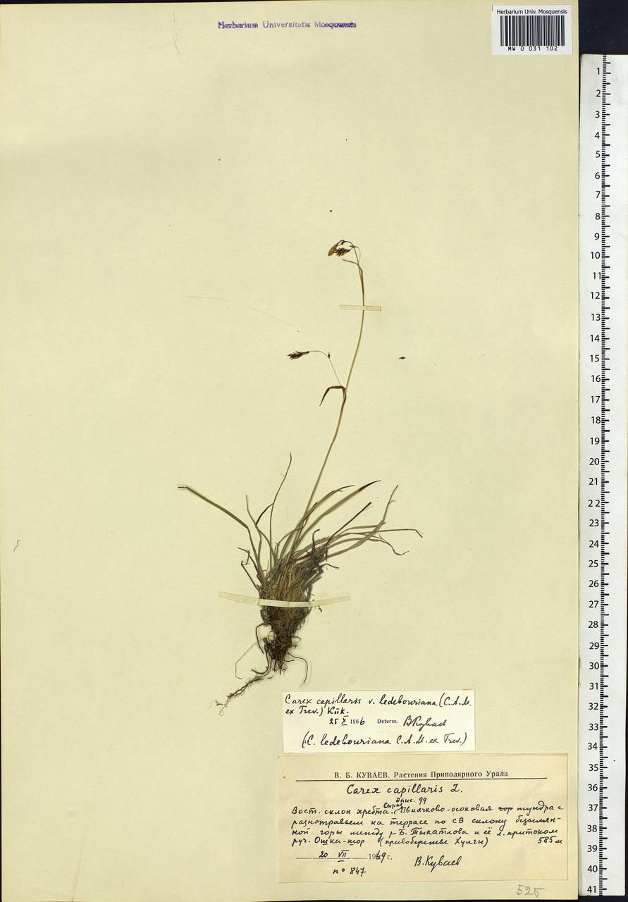 Carex ledebouriana C.A.Mey. ex Trevir., Siberia, Western Siberia (S1) (Russia)