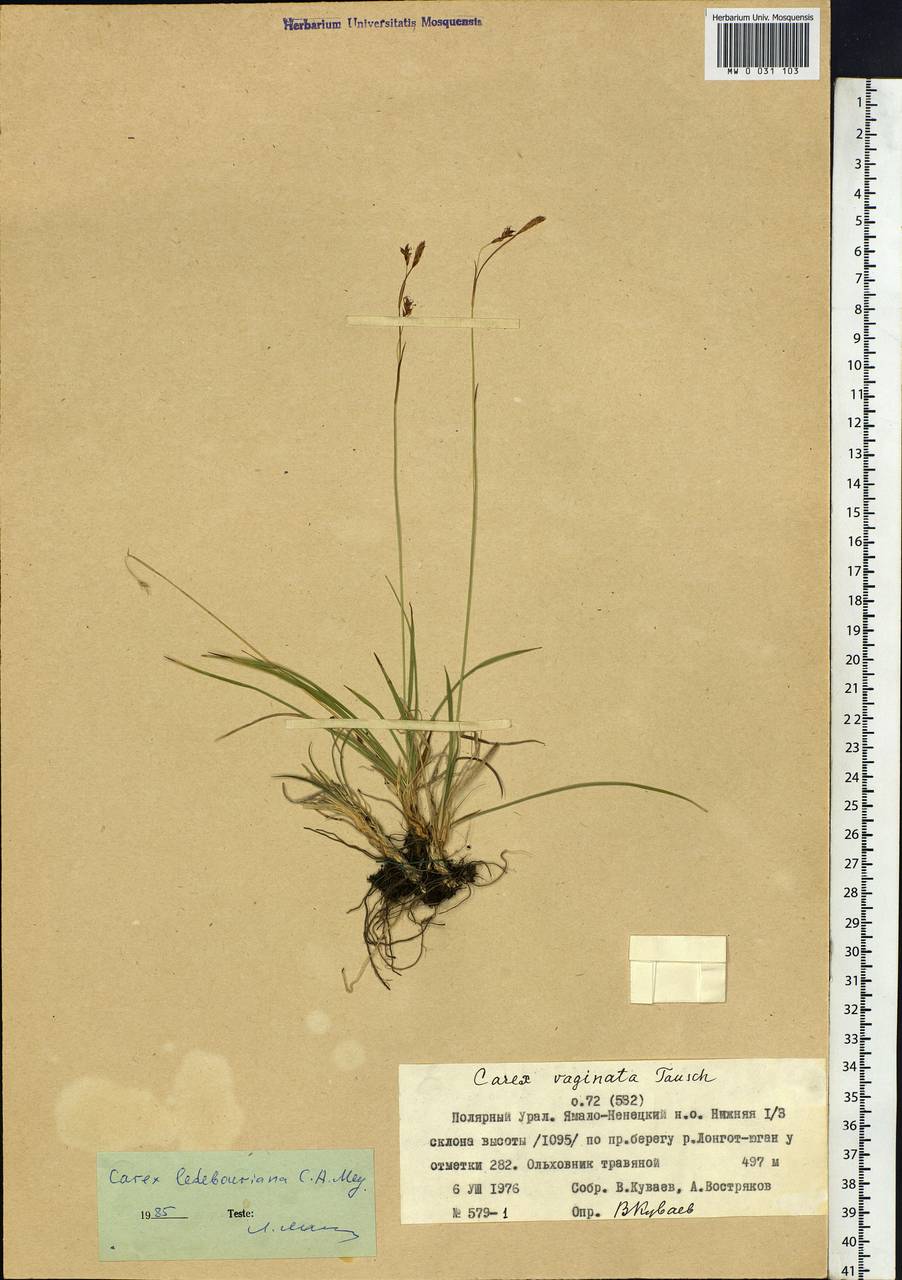 Carex ledebouriana C.A.Mey. ex Trevir., Siberia, Western Siberia (S1) (Russia)
