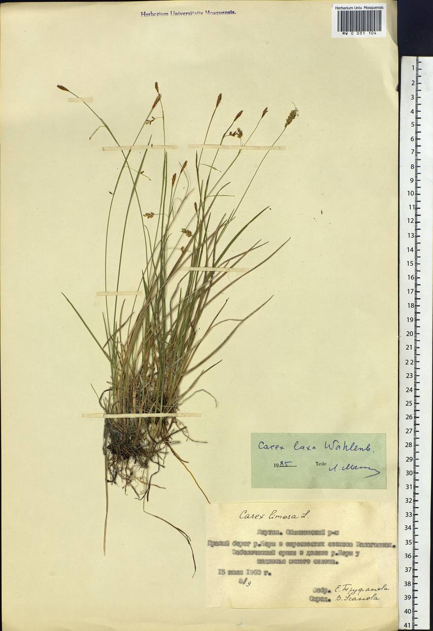Carex saxatilis L., Siberia, Yakutia (S5) (Russia)