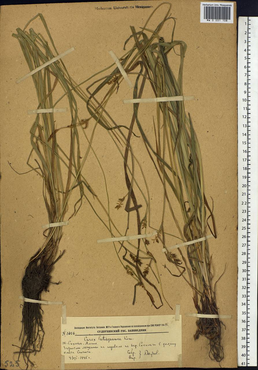 Carex latisquamea Kom., Siberia, Russian Far East (S6) (Russia)