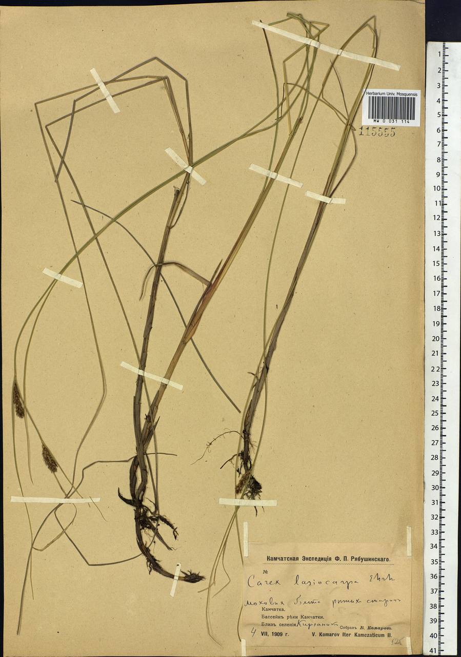 Carex lasiocarpa Ehrh., Siberia, Chukotka & Kamchatka (S7) (Russia)