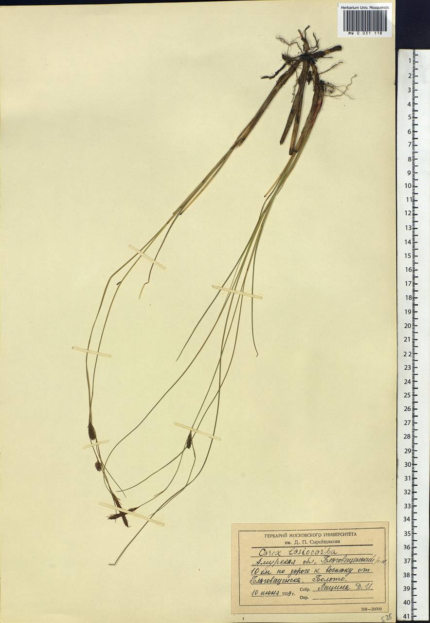 Carex lasiocarpa Ehrh., Siberia, Russian Far East (S6) (Russia)