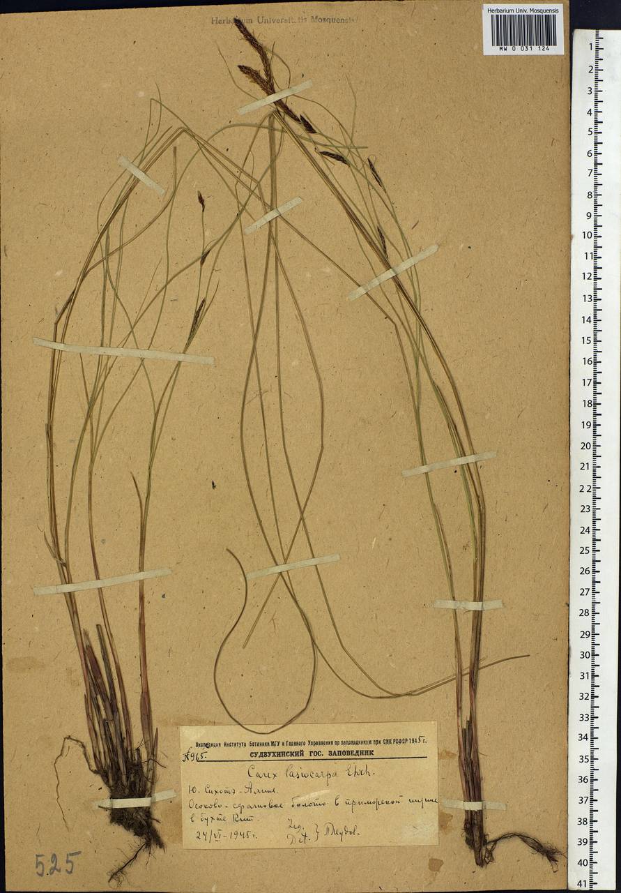 Carex lasiocarpa Ehrh., Siberia, Russian Far East (S6) (Russia)
