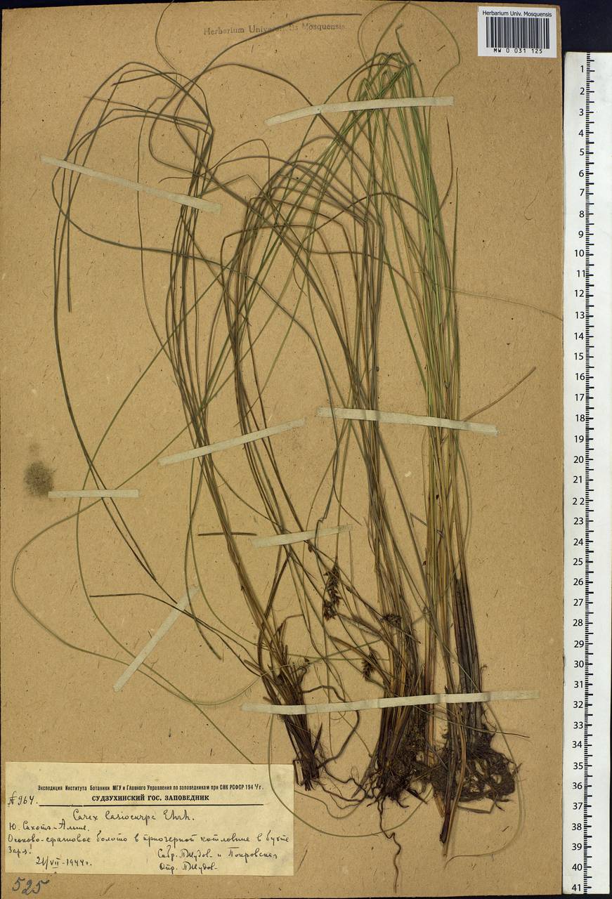 Carex lasiocarpa Ehrh., Siberia, Russian Far East (S6) (Russia)
