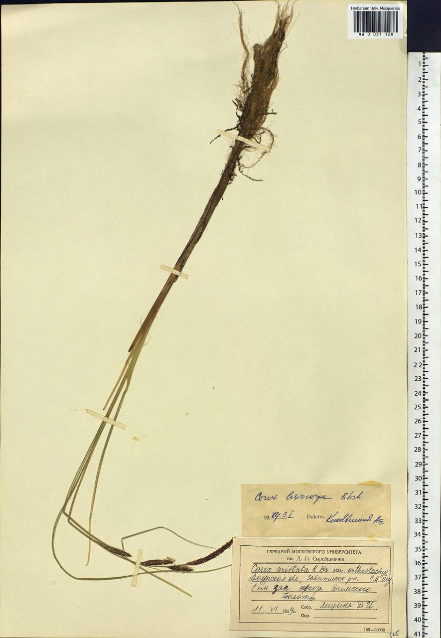 Carex lasiocarpa Ehrh., Siberia, Russian Far East (S6) (Russia)