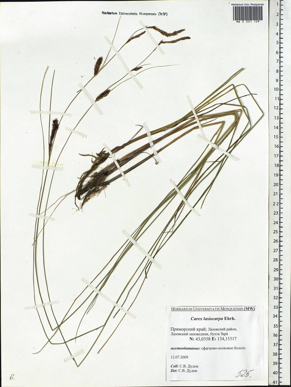 Carex lasiocarpa Ehrh., Siberia, Russian Far East (S6) (Russia)