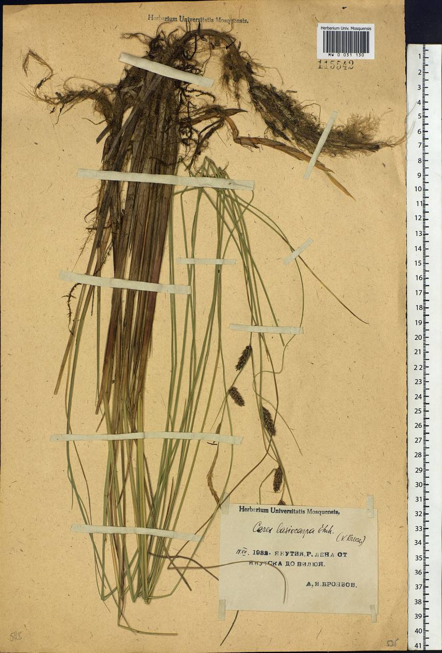 Carex lasiocarpa Ehrh., Siberia, Yakutia (S5) (Russia)