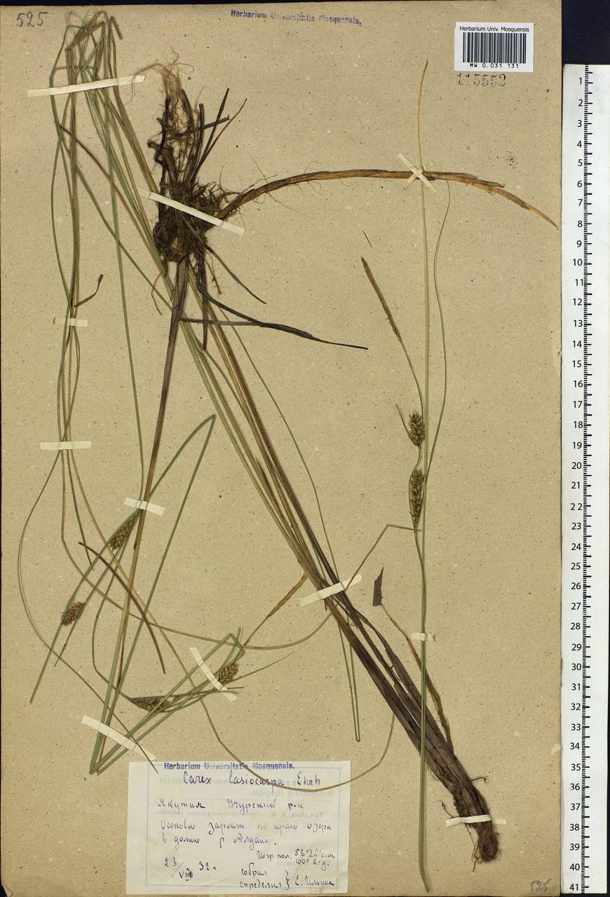Carex lasiocarpa Ehrh., Siberia, Yakutia (S5) (Russia)