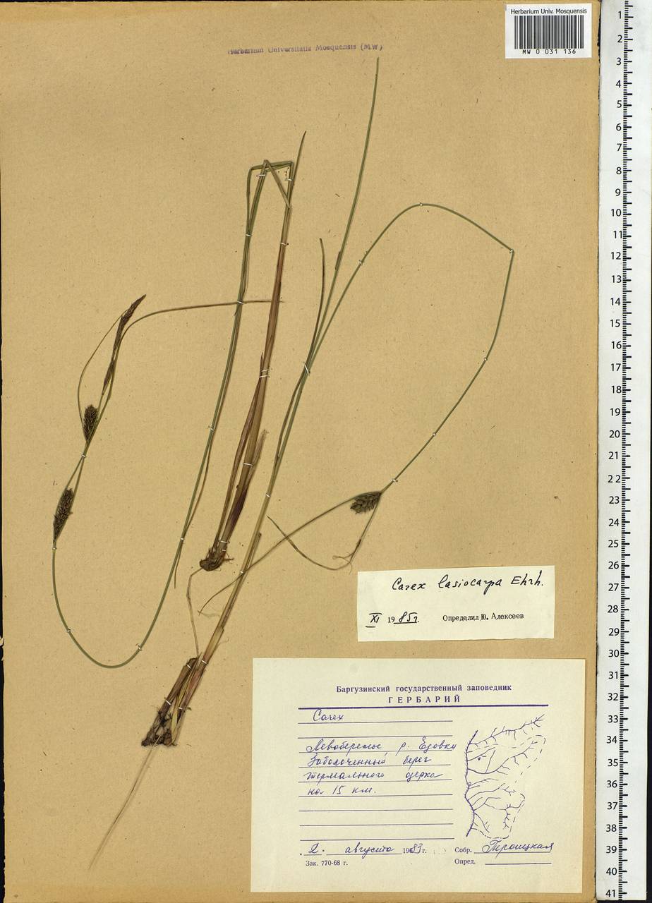 Carex lasiocarpa Ehrh., Siberia, Baikal & Transbaikal region (S4) (Russia)