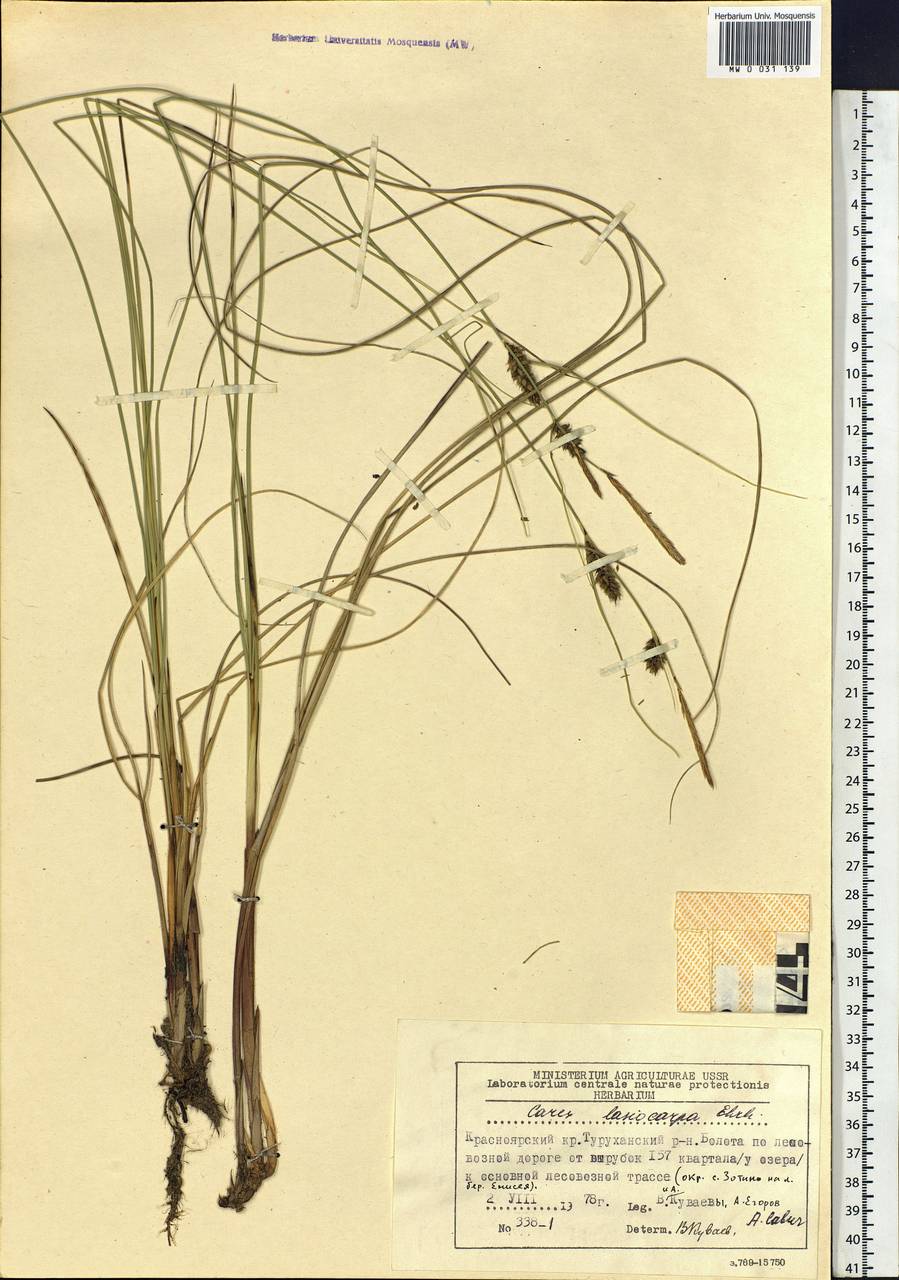 Carex lasiocarpa Ehrh., Siberia, Central Siberia (S3) (Russia)
