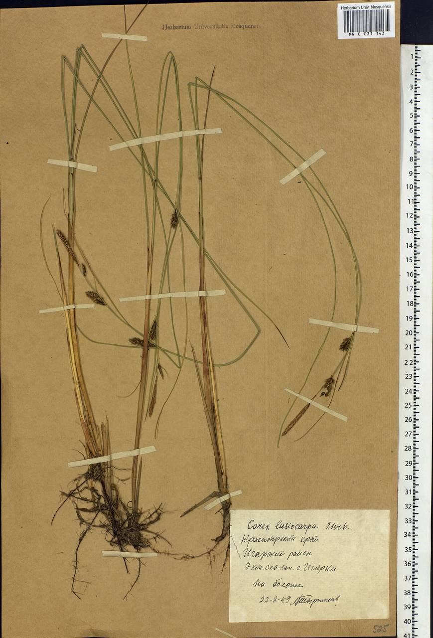 Carex lasiocarpa Ehrh., Siberia, Central Siberia (S3) (Russia)