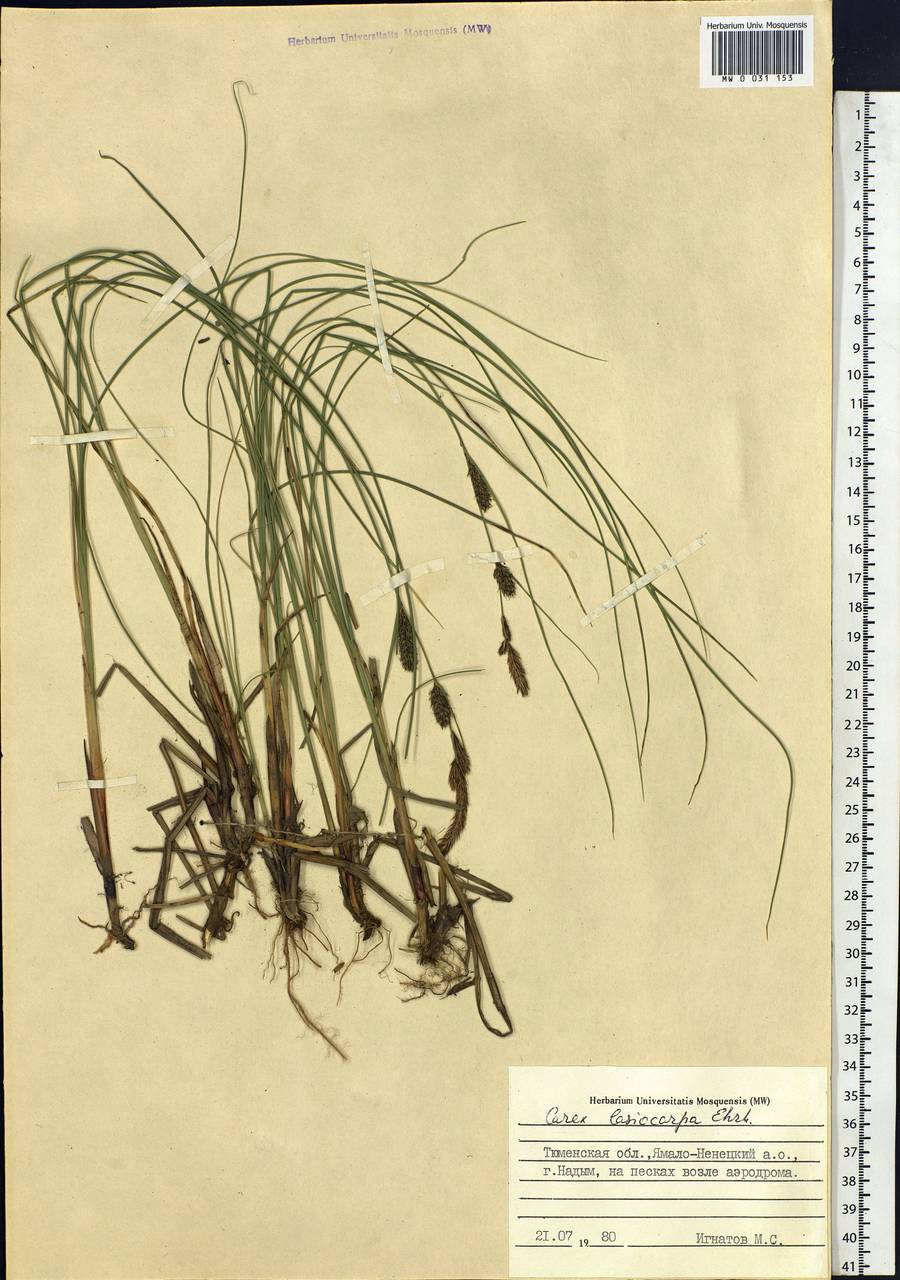 Carex lasiocarpa Ehrh., Siberia, Western Siberia (S1) (Russia)