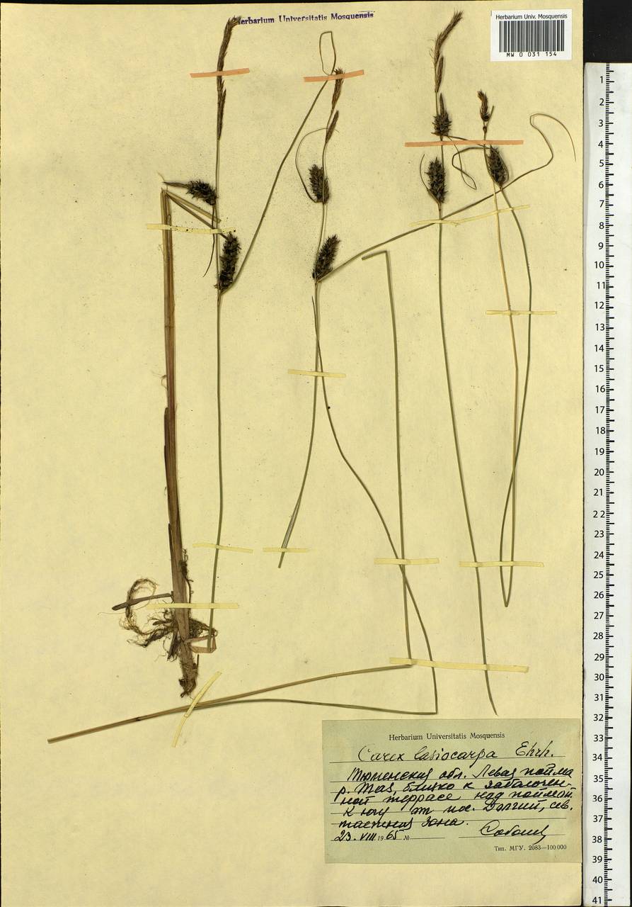 Carex lasiocarpa Ehrh., Siberia, Western Siberia (S1) (Russia)