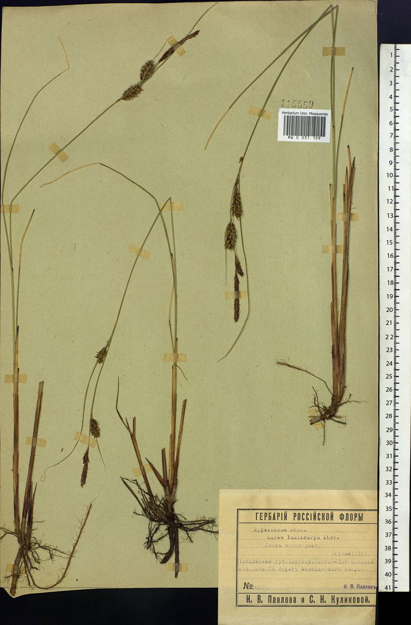 Carex lasiocarpa Ehrh., Siberia, Western Siberia (S1) (Russia)