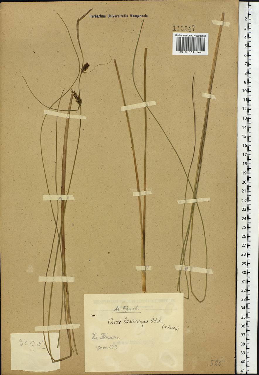 Carex lasiocarpa Ehrh., Siberia, Western Siberia (S1) (Russia)