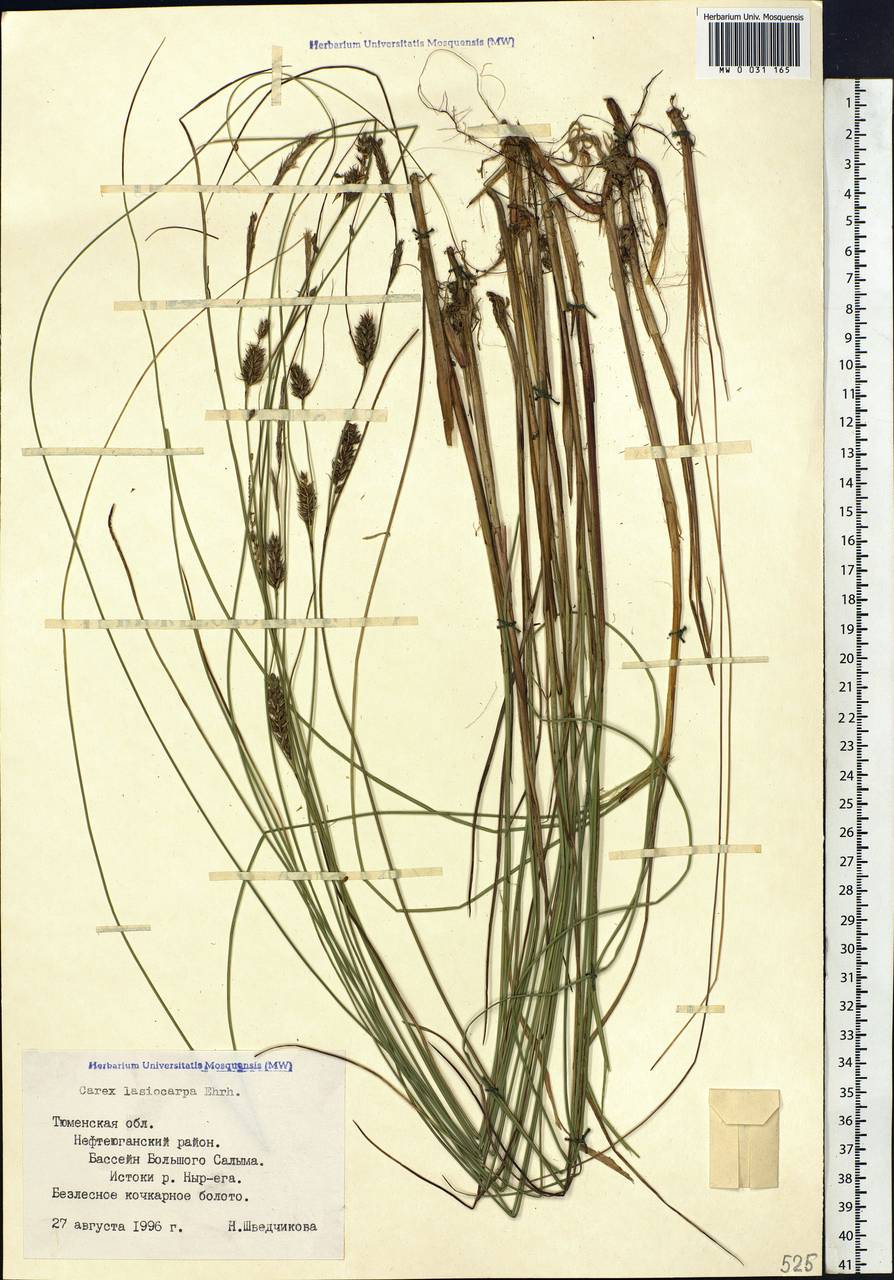 Carex lasiocarpa Ehrh., Siberia, Western Siberia (S1) (Russia)
