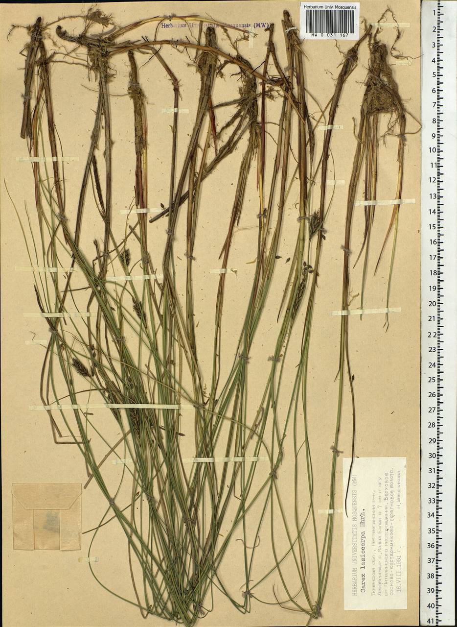 Carex lasiocarpa Ehrh., Siberia, Western Siberia (S1) (Russia)