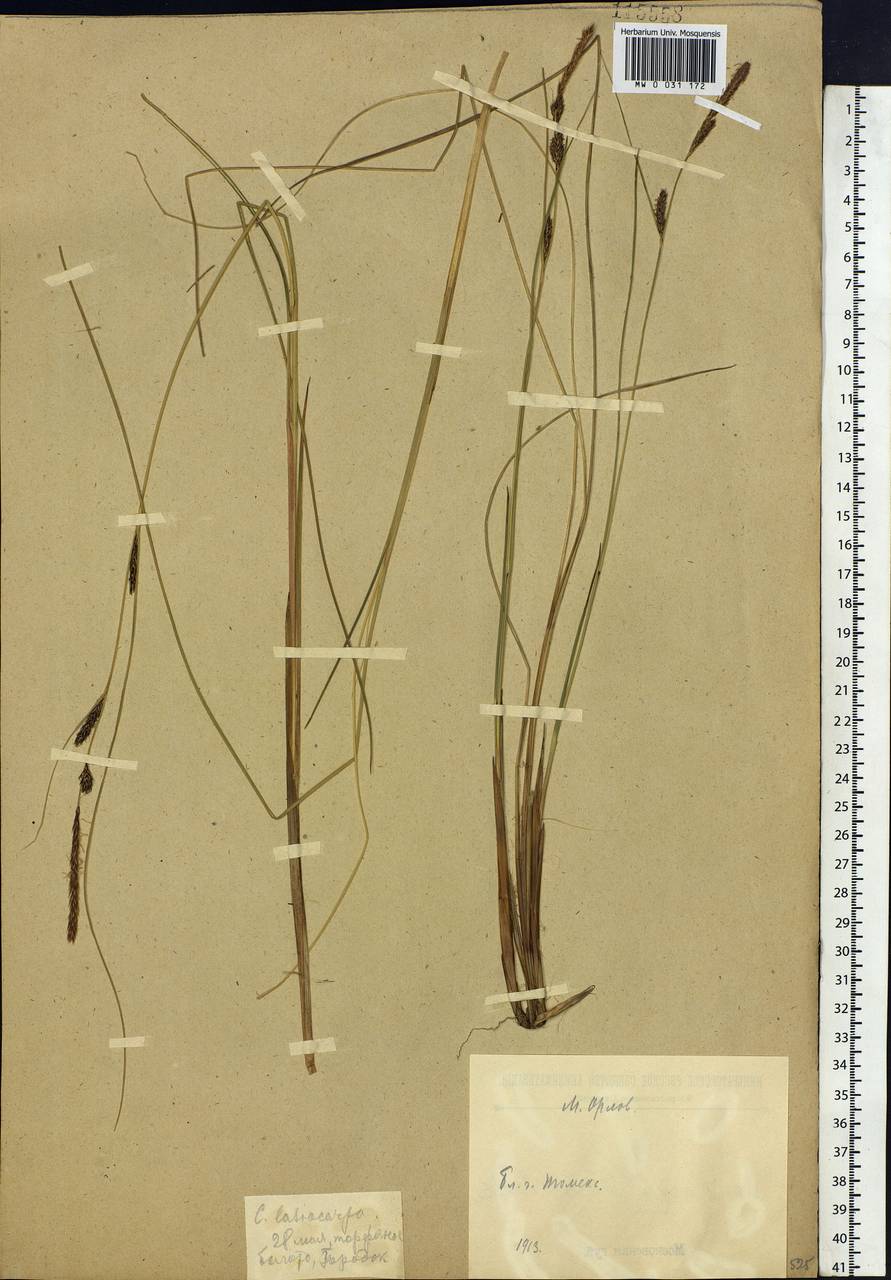 Carex lasiocarpa Ehrh., Siberia, Western Siberia (S1) (Russia)
