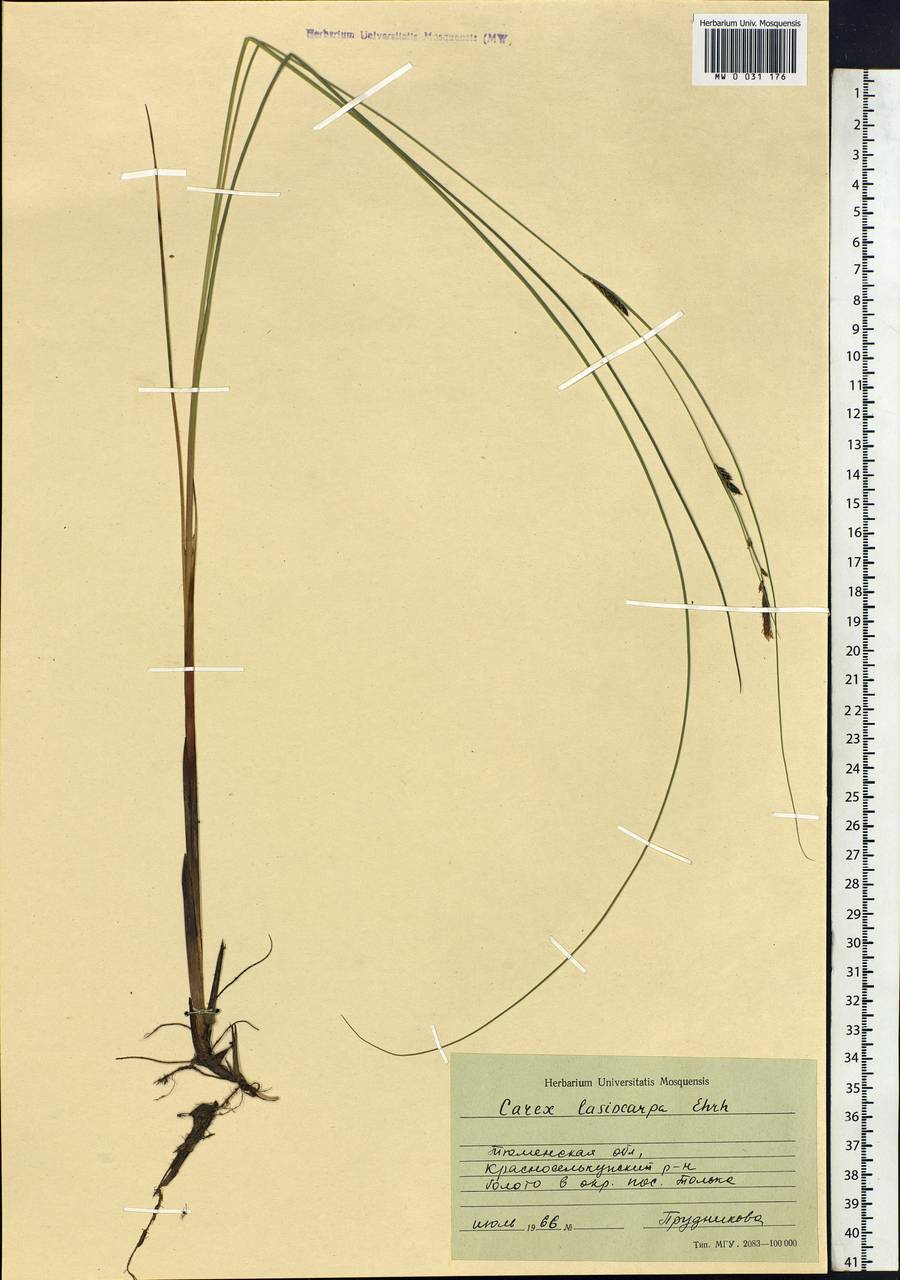 Carex lasiocarpa Ehrh., Siberia, Western Siberia (S1) (Russia)