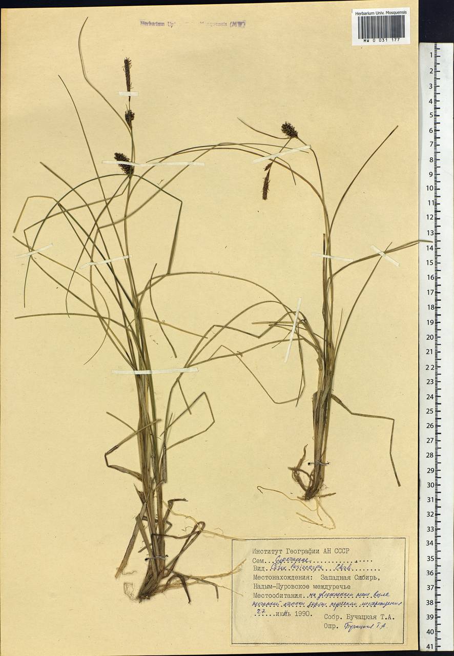 Carex lasiocarpa Ehrh., Siberia, Western Siberia (S1) (Russia)
