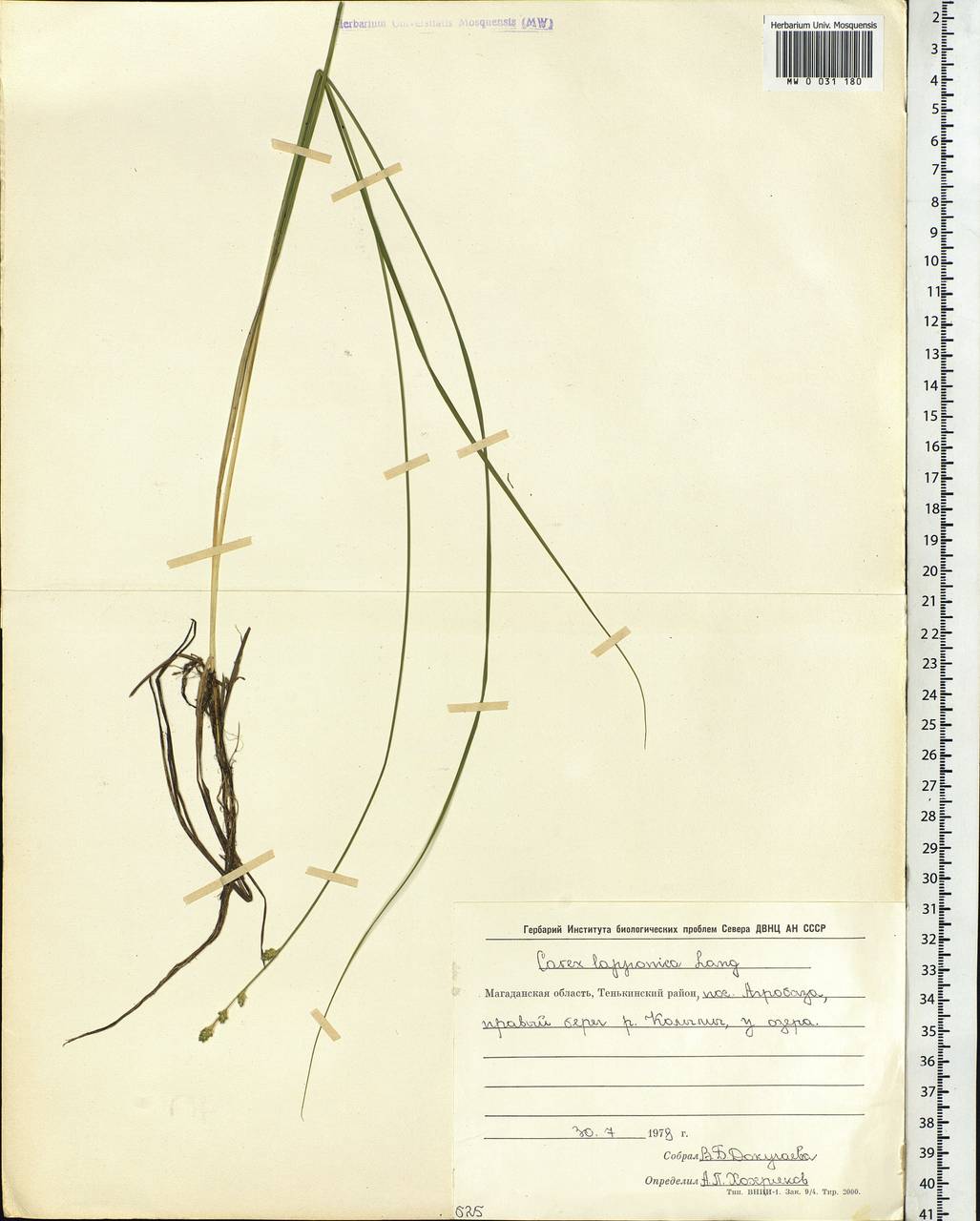 Carex lapponica O.Lang, Siberia, Chukotka & Kamchatka (S7) (Russia)