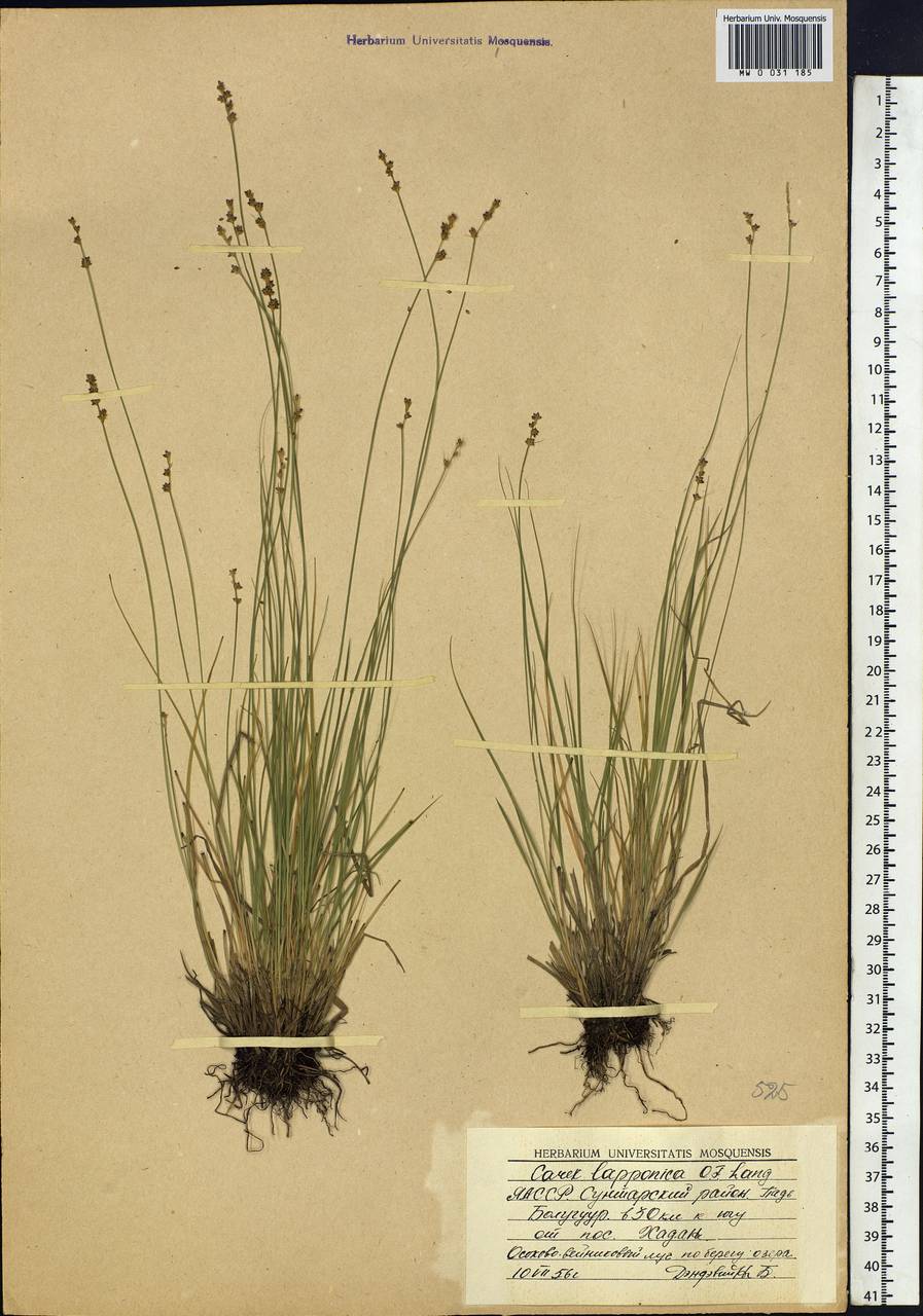 Carex lapponica O.Lang, Siberia, Yakutia (S5) (Russia)